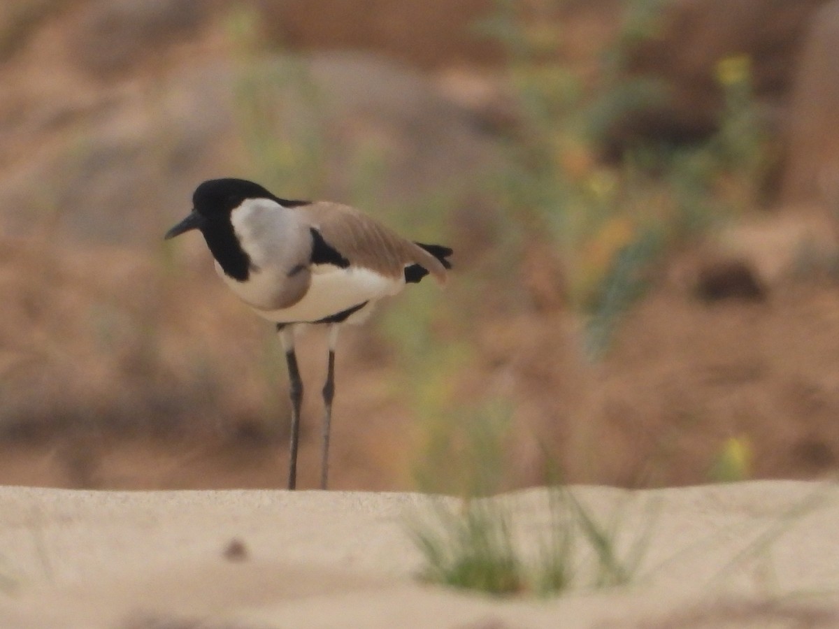 River Lapwing - Thananh KH.