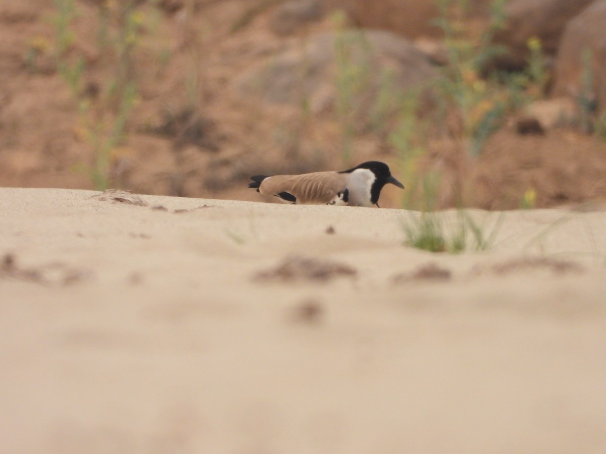 River Lapwing - Thananh KH.