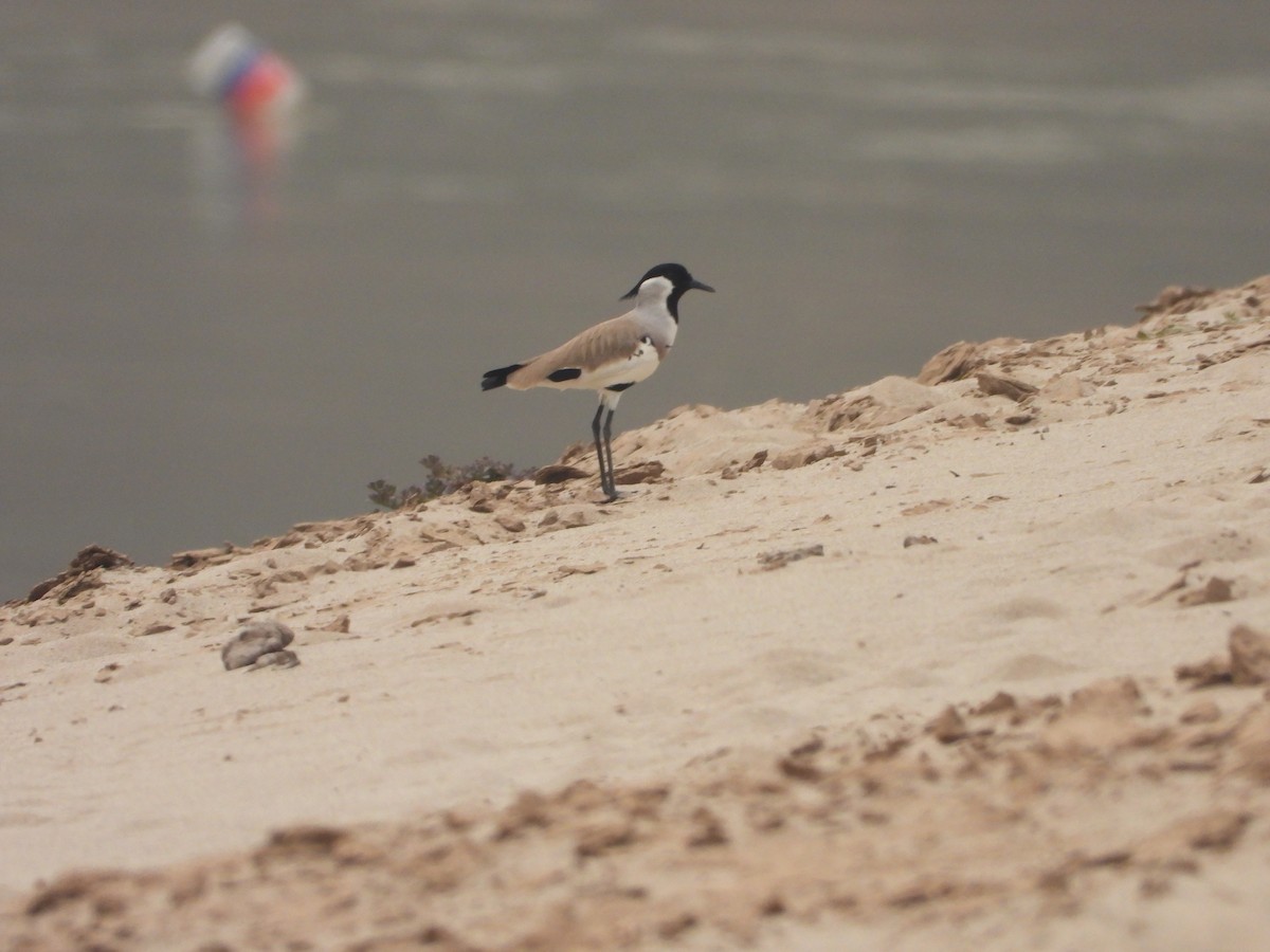 River Lapwing - Thananh KH.