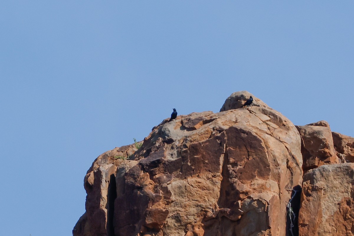 Pale-winged Starling - ML619333909