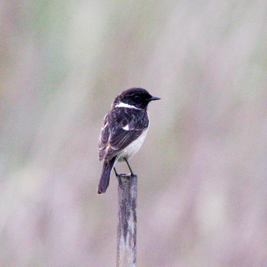 Amur Stonechat - Robyn Cuzens