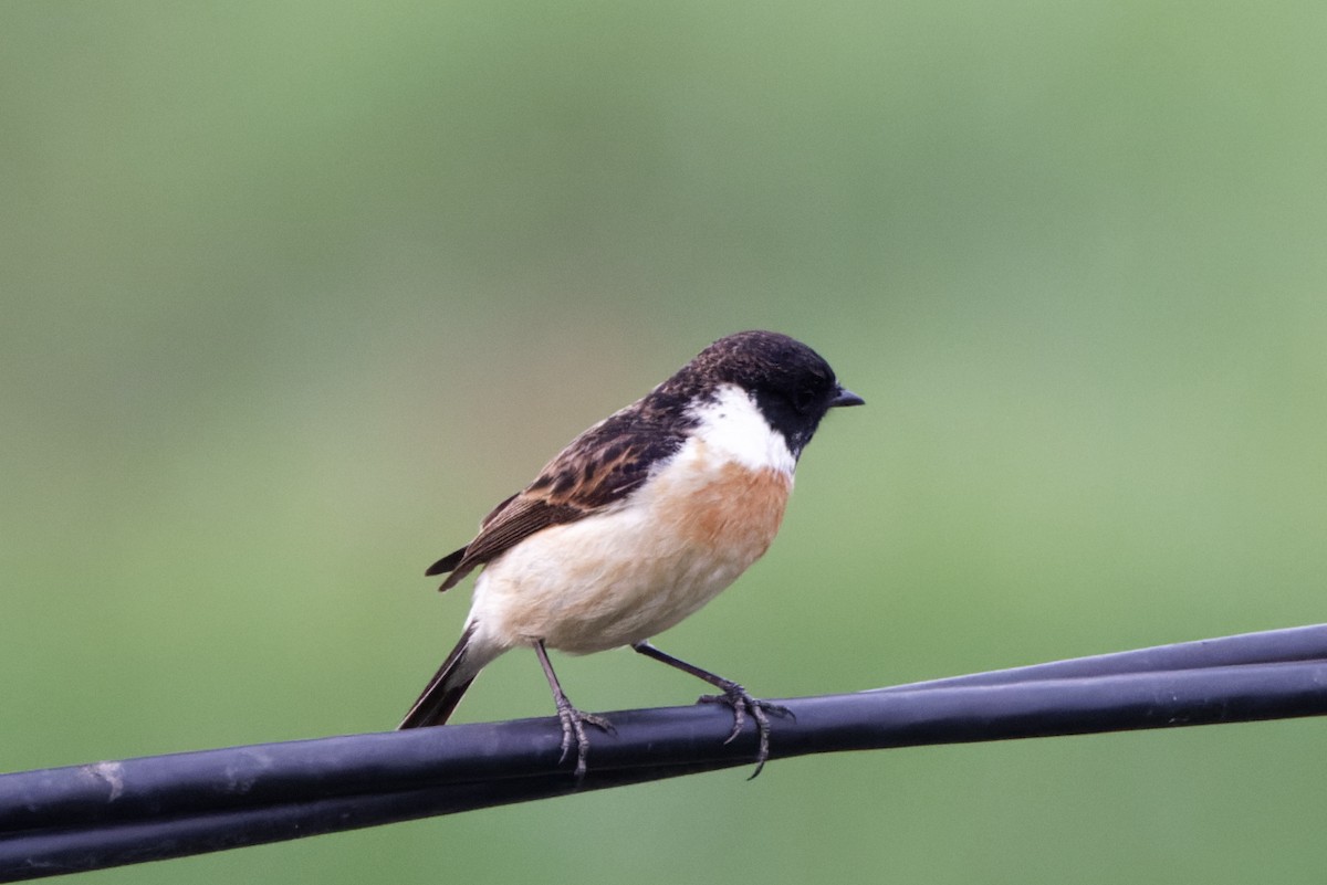 Amur Stonechat - Robyn Cuzens