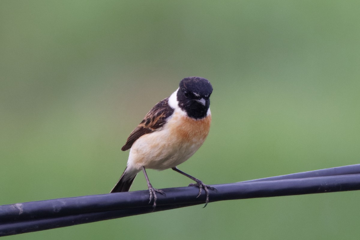 Amur Stonechat - ML619333922