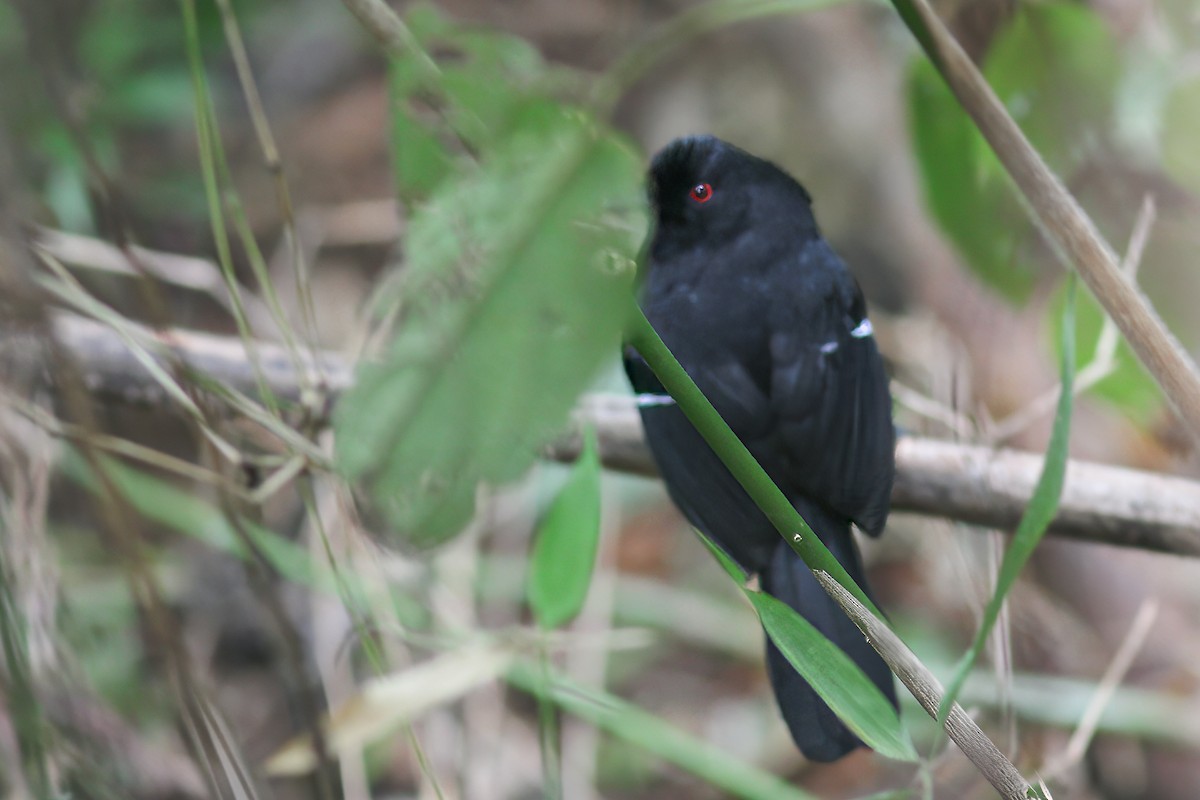 White-shouldered Fire-eye - Per Smith