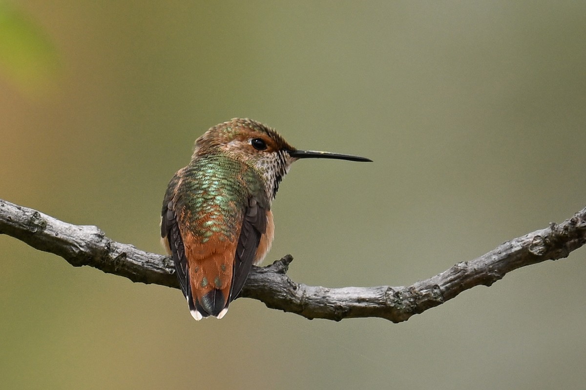 Allen's Hummingbird - ML619333949