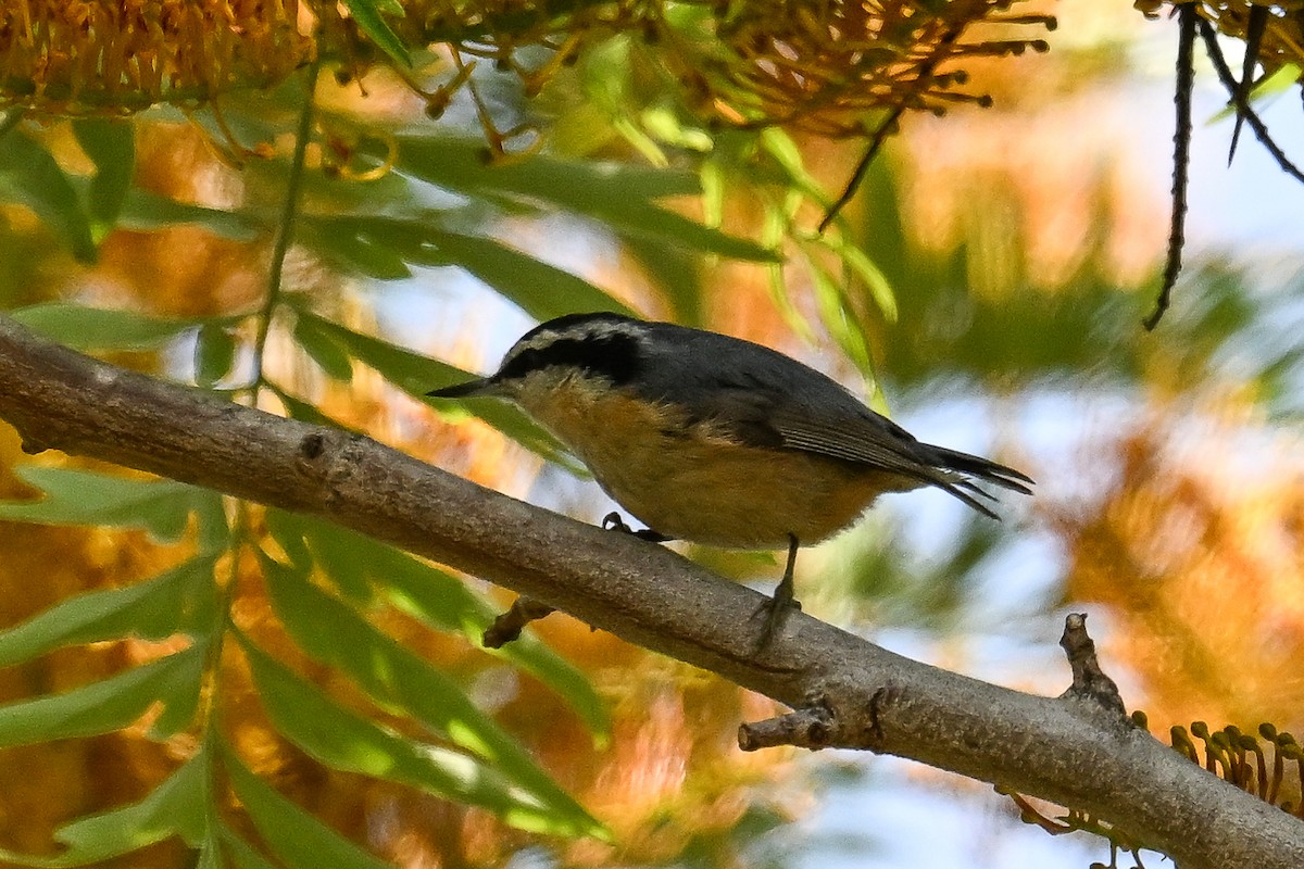 Red-breasted Nuthatch - Maryse Neukomm