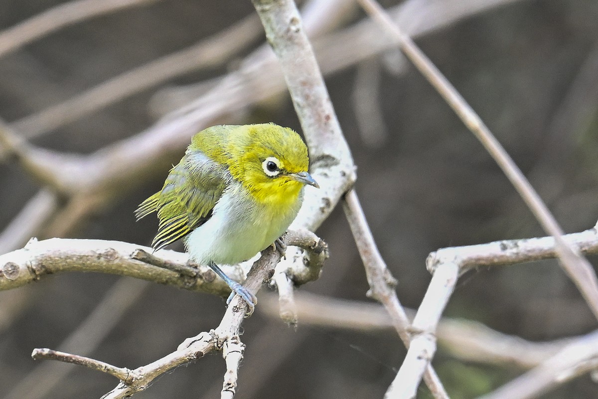 Swinhoe's White-eye - Maryse Neukomm