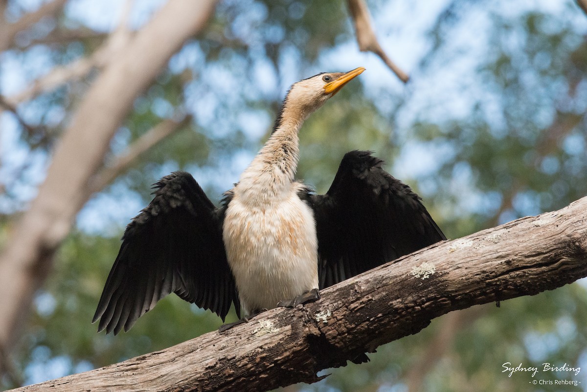 Little Pied Cormorant - Chris Rehberg  | Sydney Birding