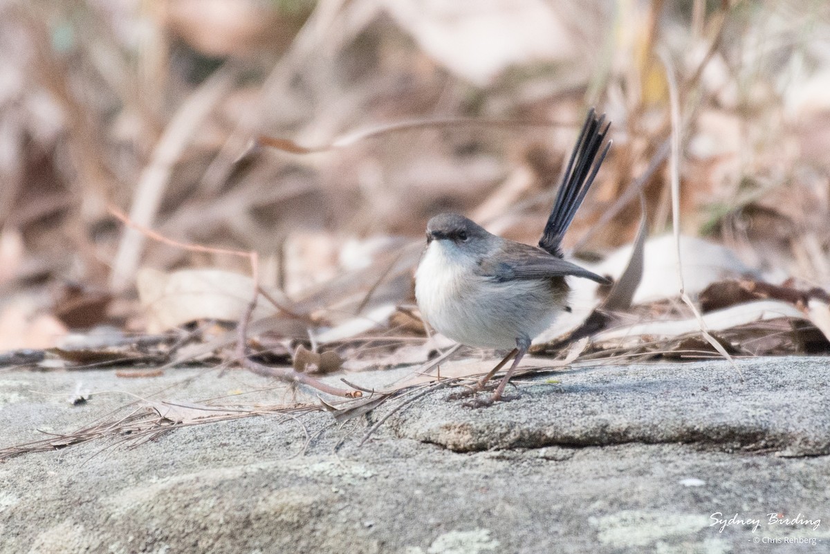 Superb Fairywren - Chris Rehberg  | Sydney Birding