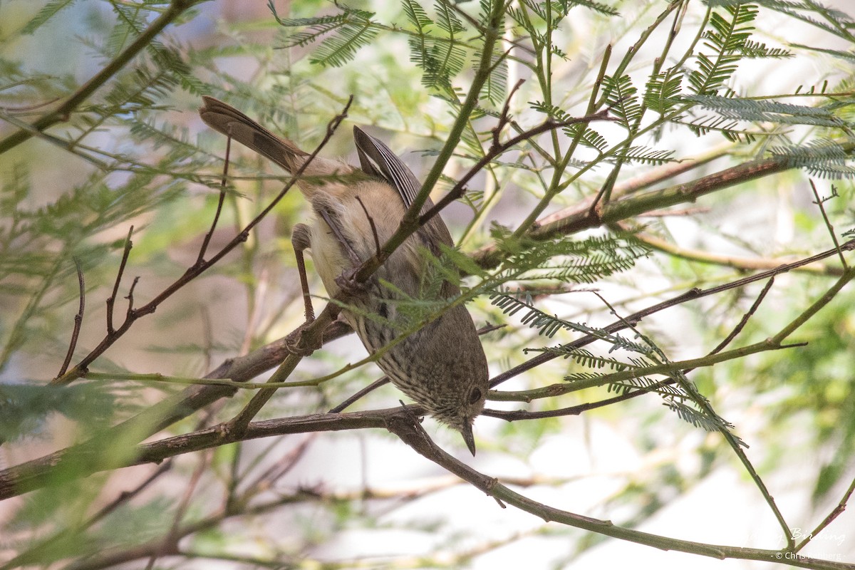 Brown Thornbill - Chris Rehberg  | Sydney Birding