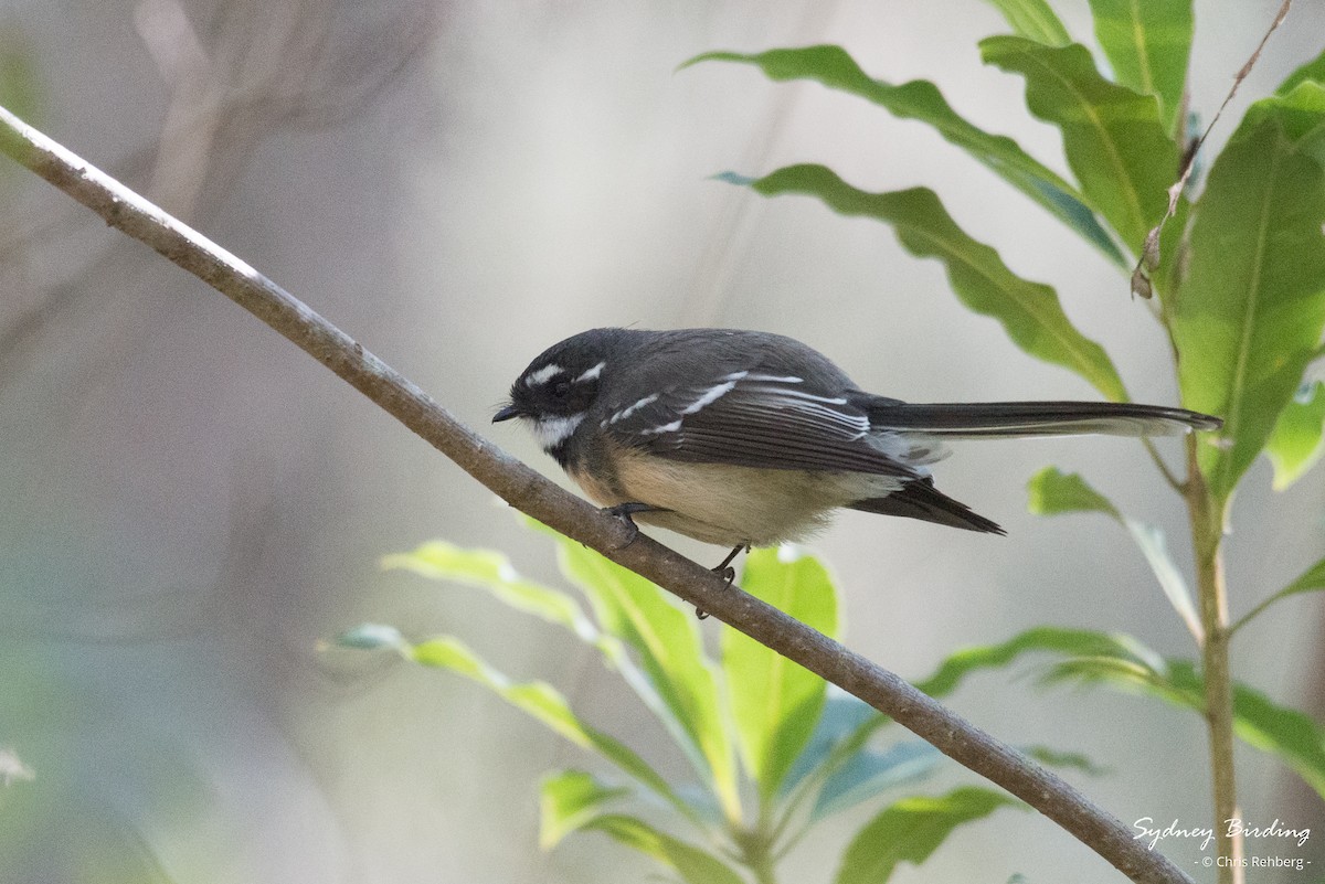 Gray Fantail - Chris Rehberg  | Sydney Birding