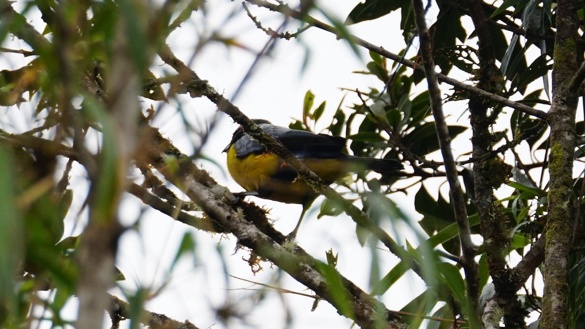 Yellow-breasted Brushfinch - ML619333994