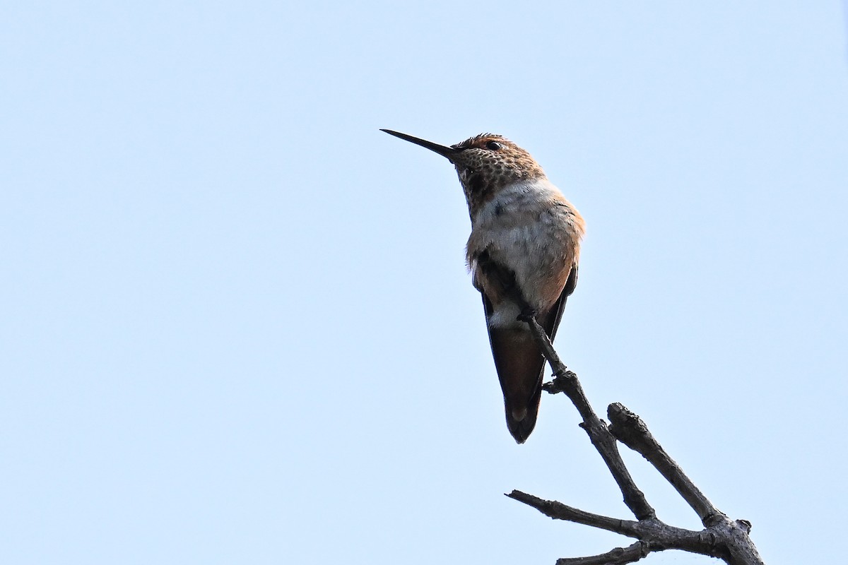 Rufous Hummingbird - Maryse Neukomm