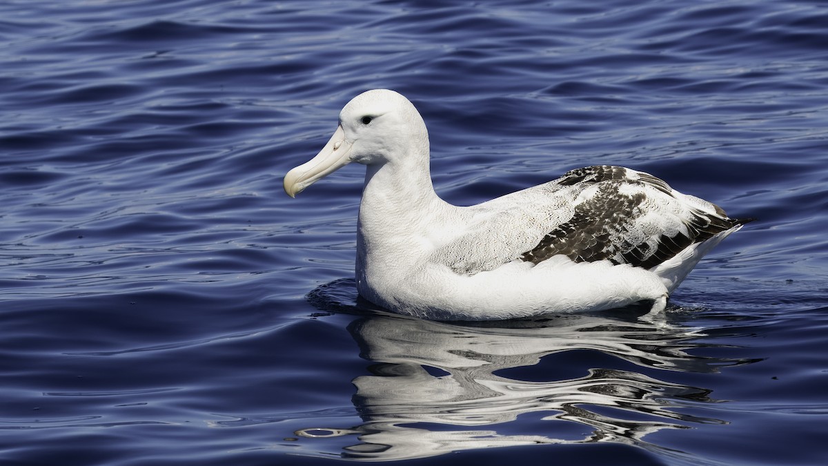 Antipodean Albatross (New Zealand) - ML619334032