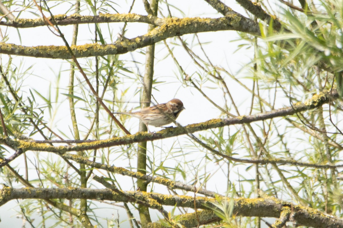 Reed Bunting - Letty Roedolf Groenenboom