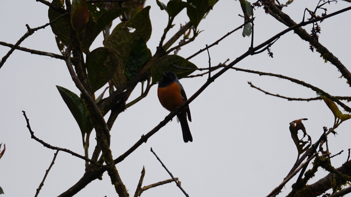 Blue-backed Conebill - Paul Gössinger