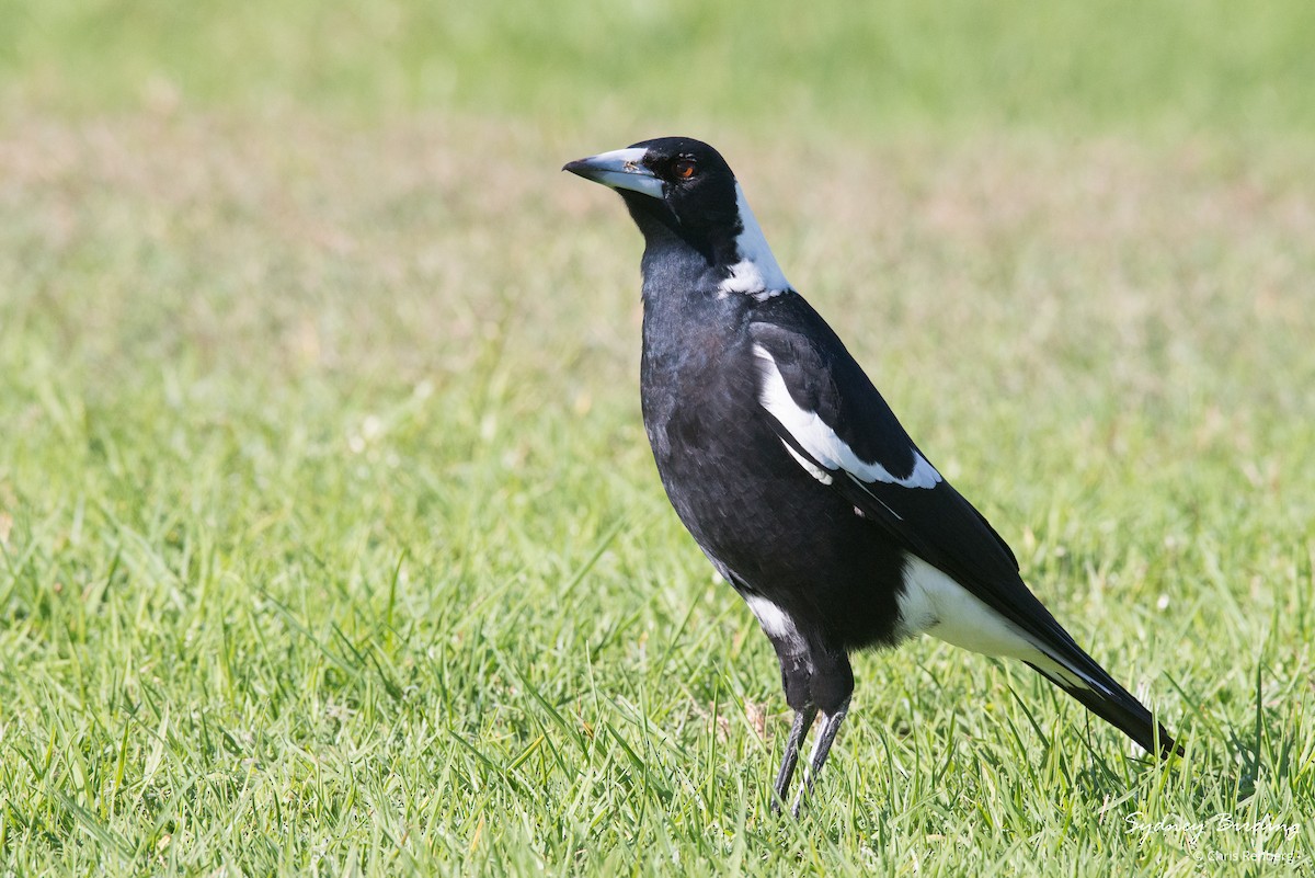 Australian Magpie (Black-backed) - Chris Rehberg  | Sydney Birding