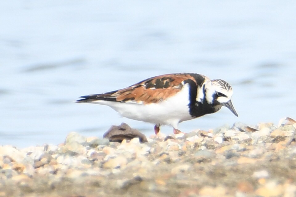 Ruddy Turnstone - ML619334060