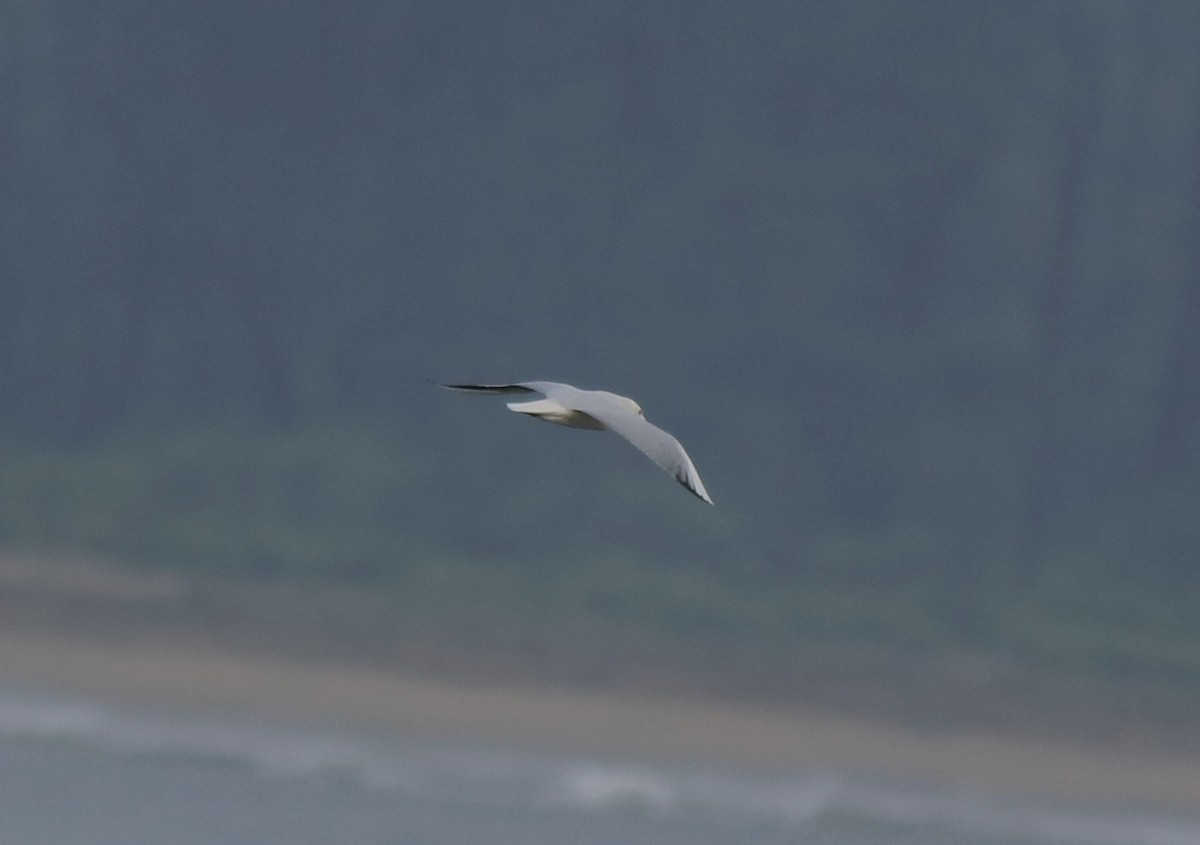 Slender-billed Gull - Afsar Nayakkan