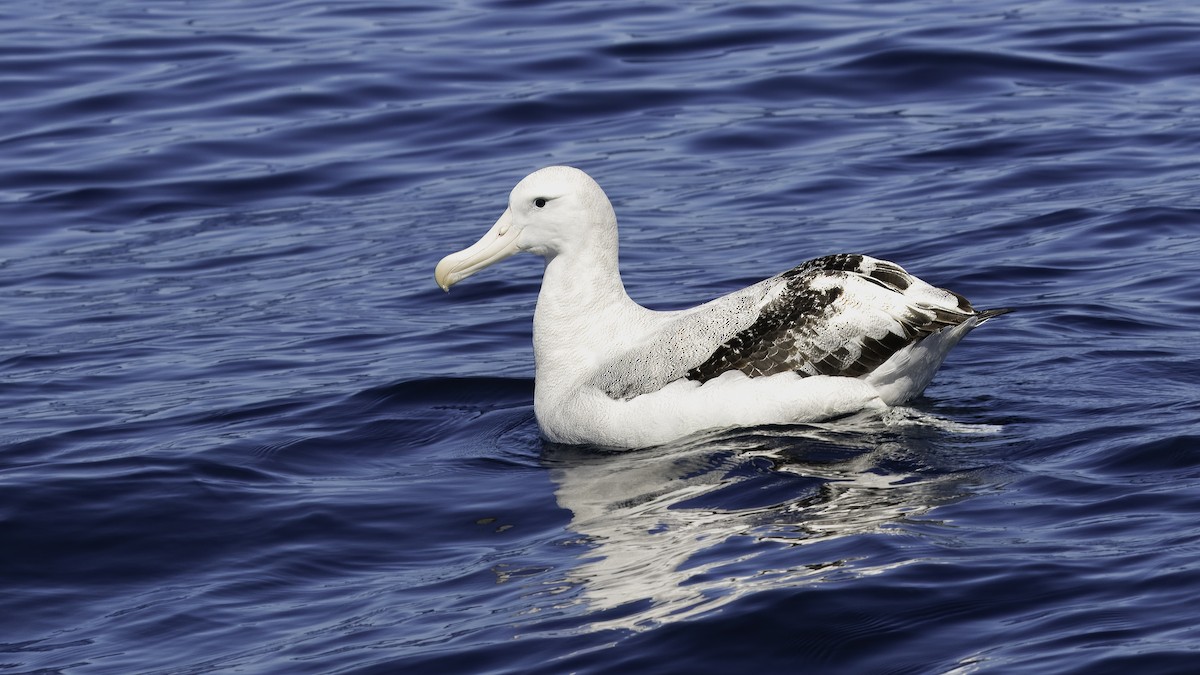 Antipodean Albatross (antipodensis) - ML619334075