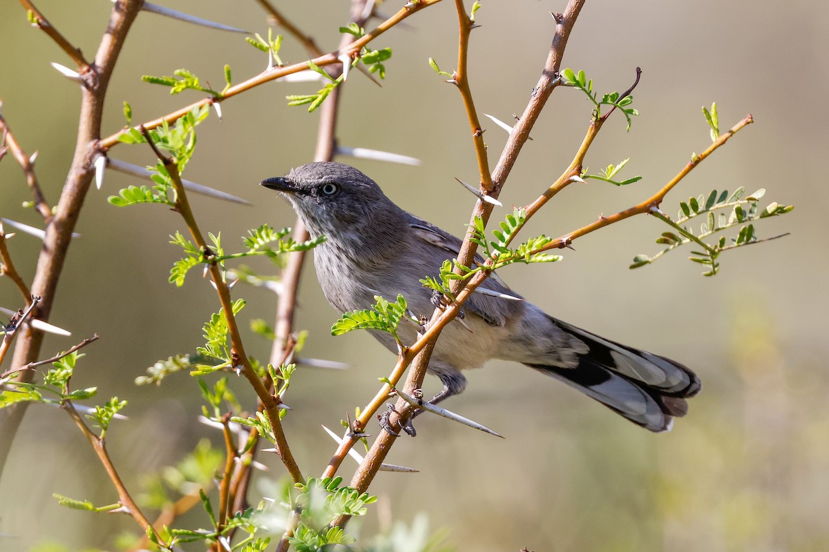 Layard's Warbler - Tommy Pedersen