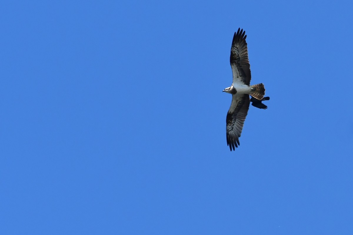 Osprey - Igor Długosz