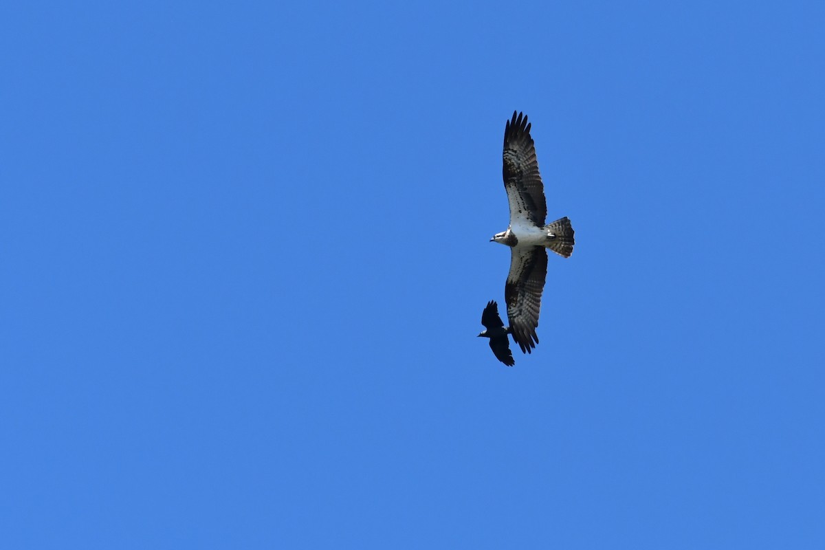 Osprey - Igor Długosz