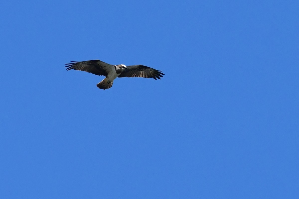 Osprey - Igor Długosz