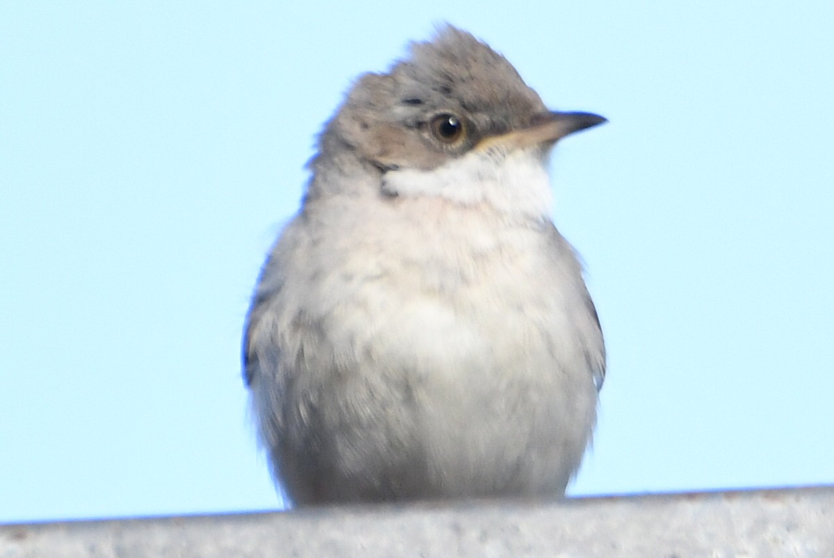 Greater Whitethroat - Metin Güzeliş