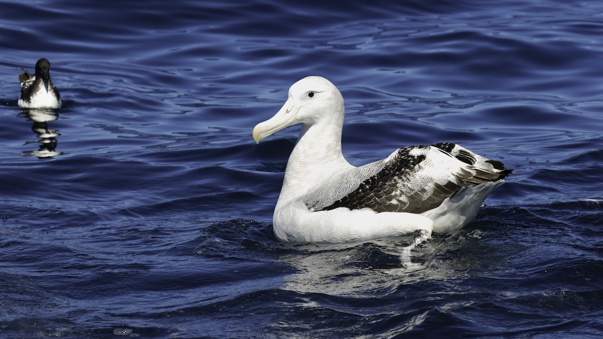 Antipodean Albatross (antipodensis) - ML619334134