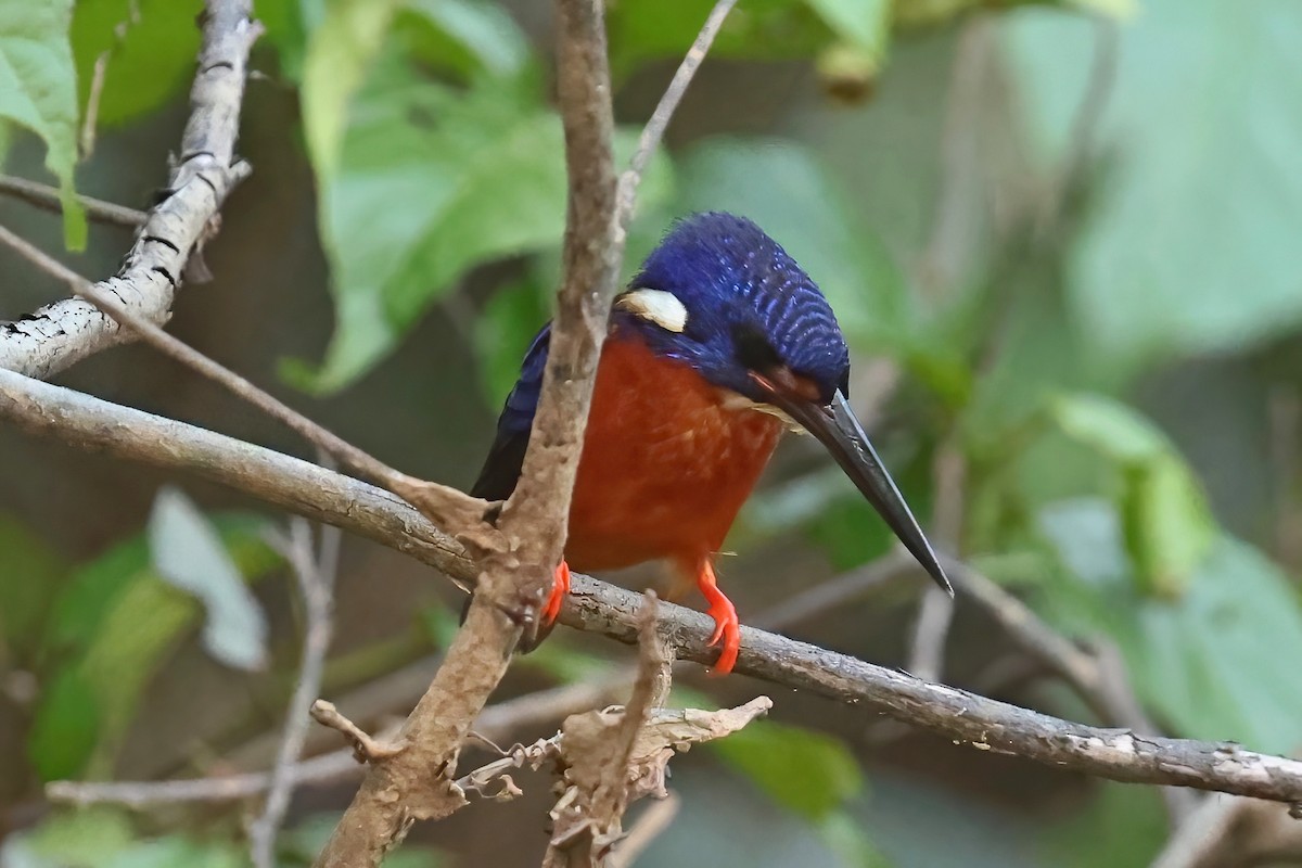 Blue-eared Kingfisher - Leonardo Rassu