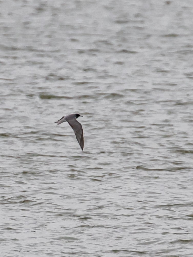 Black Tern - ML619334142