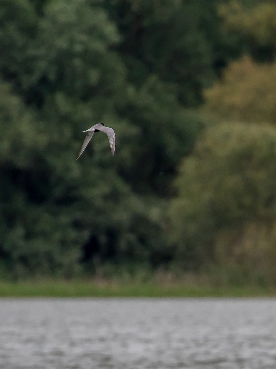 Black Tern - Milan Martic