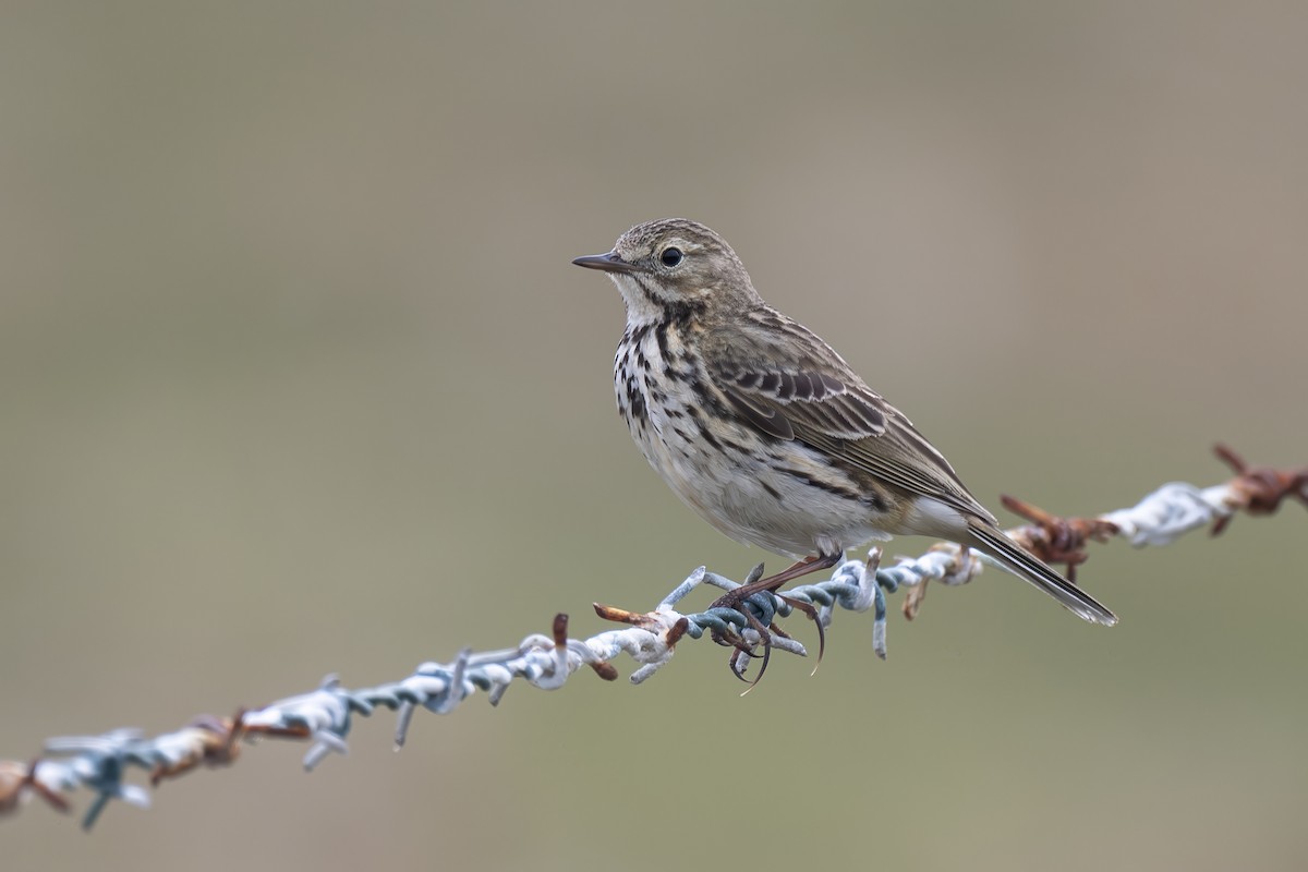 Meadow Pipit - ML619334144