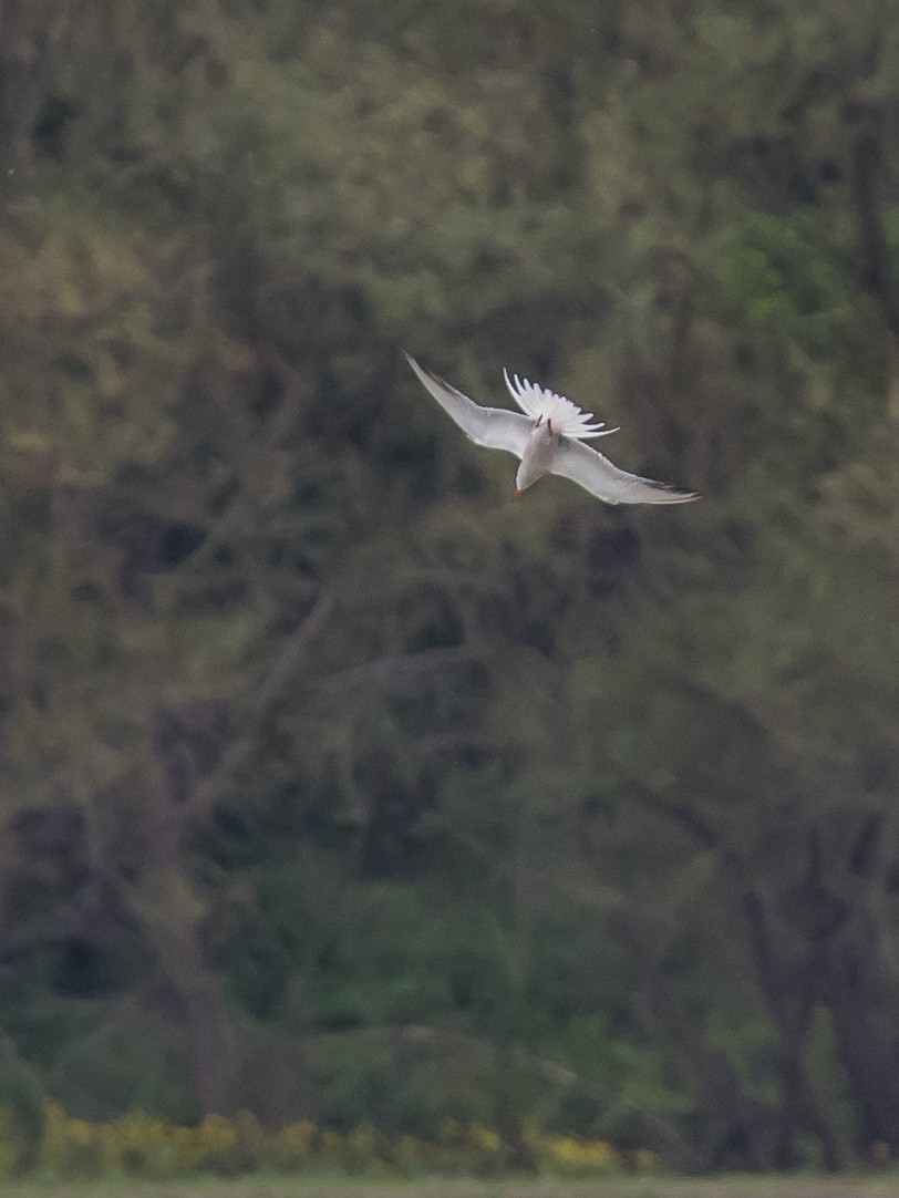 Common Tern - ML619334151