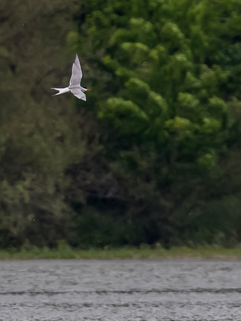 Common Tern - ML619334152