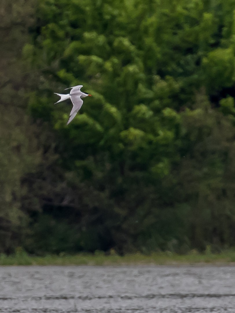 Common Tern - ML619334153