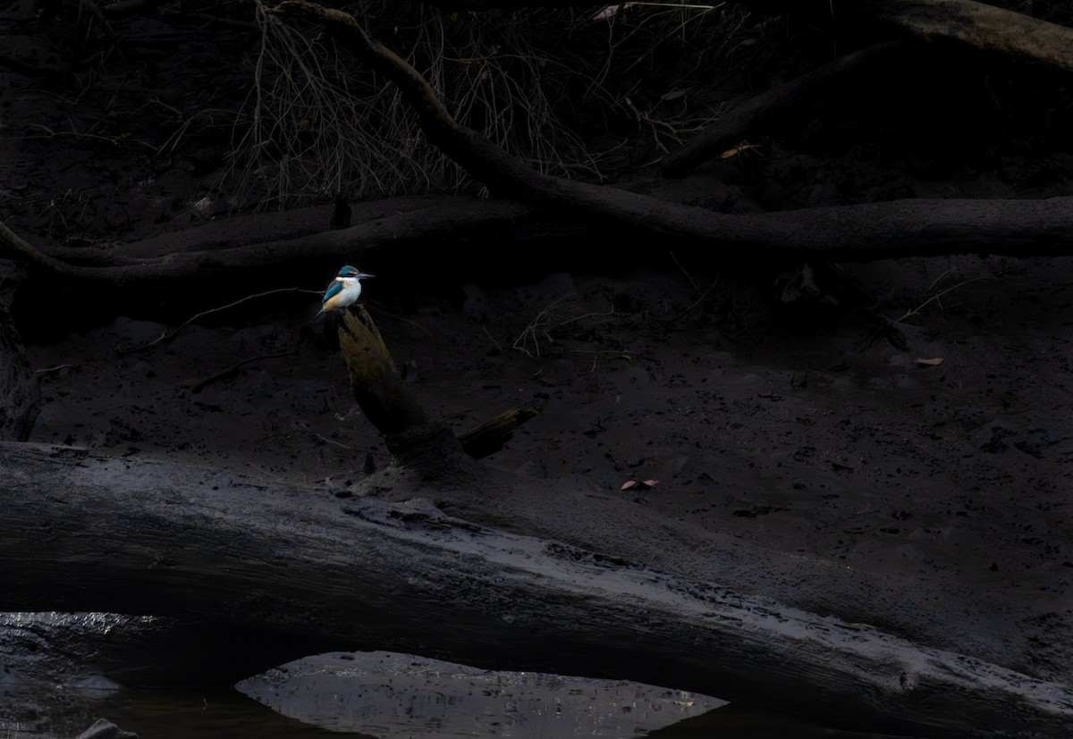 Sacred Kingfisher - ML619334154