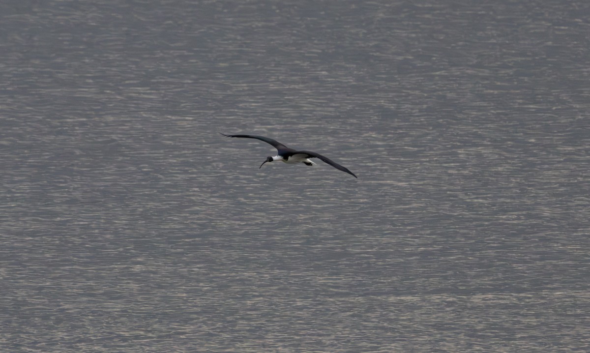 Straw-necked Ibis - ML619334170