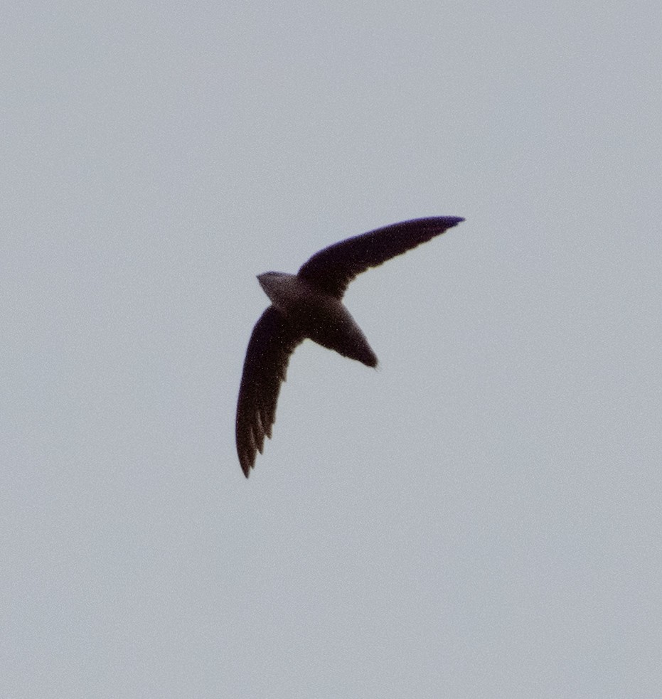 Chimney Swift - Tyler Sharer