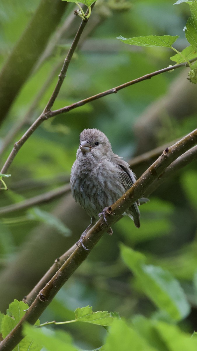 House Finch - Tyler Sharer