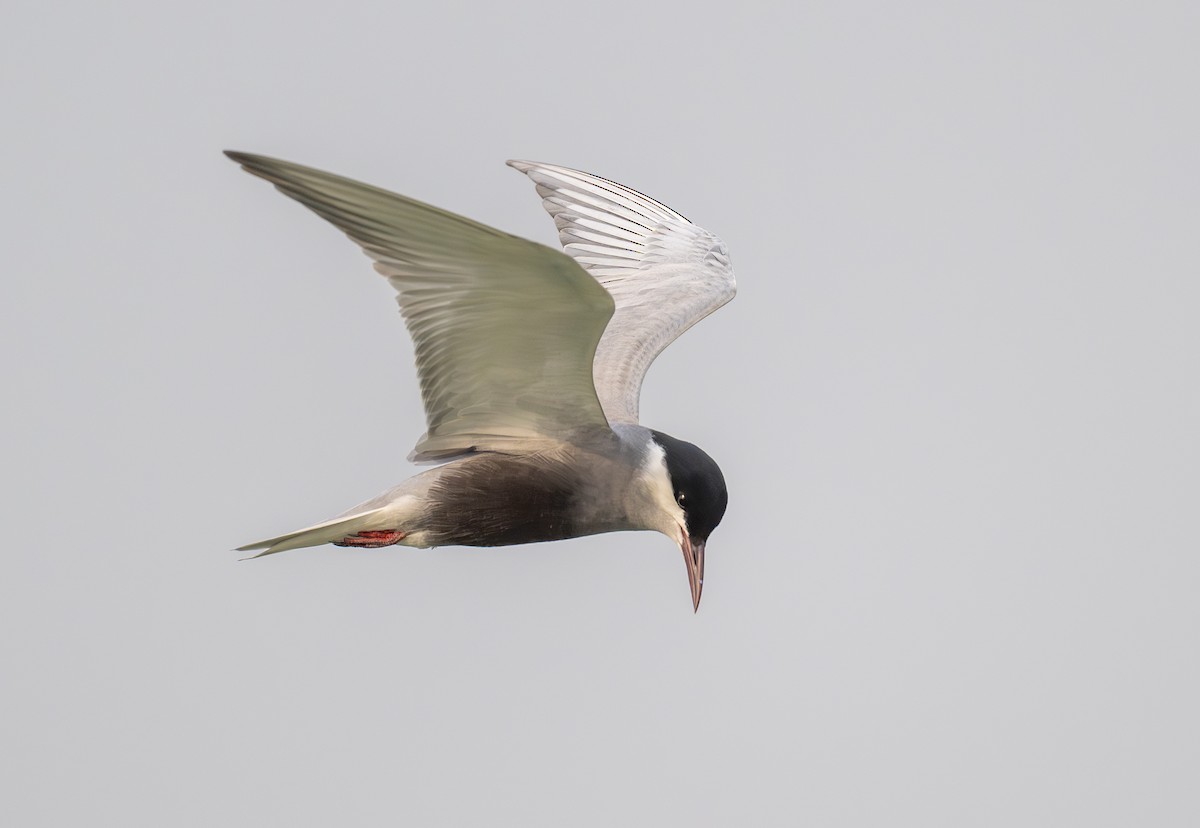 Whiskered Tern - ML619334226