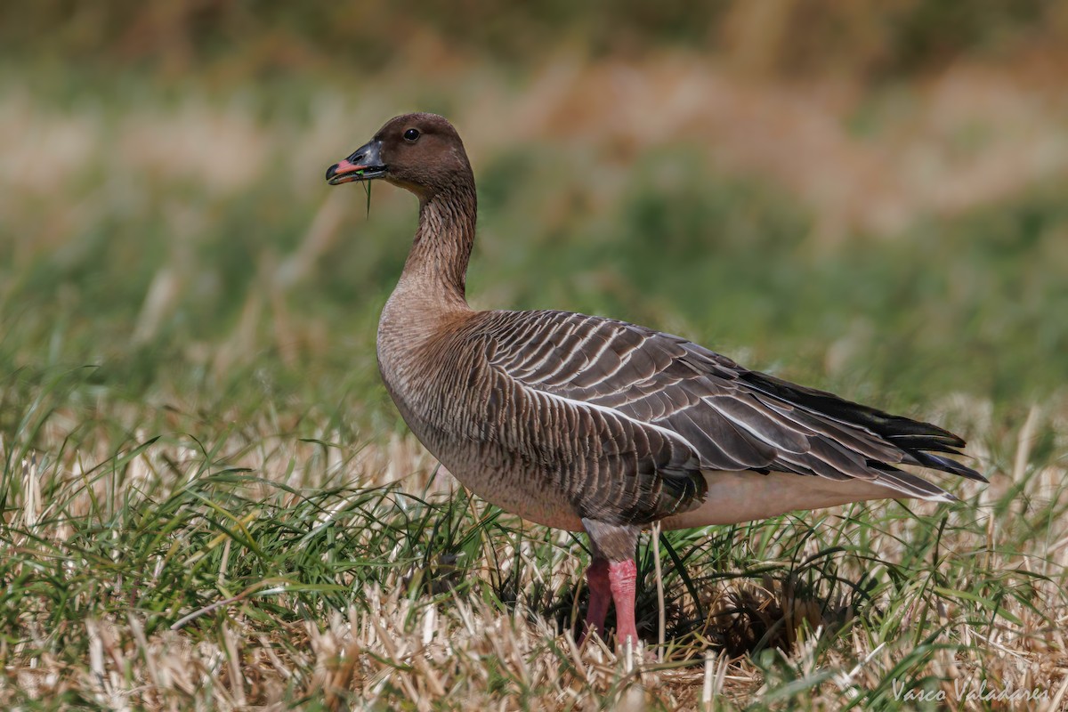 Pink-footed Goose - Vasco Valadares