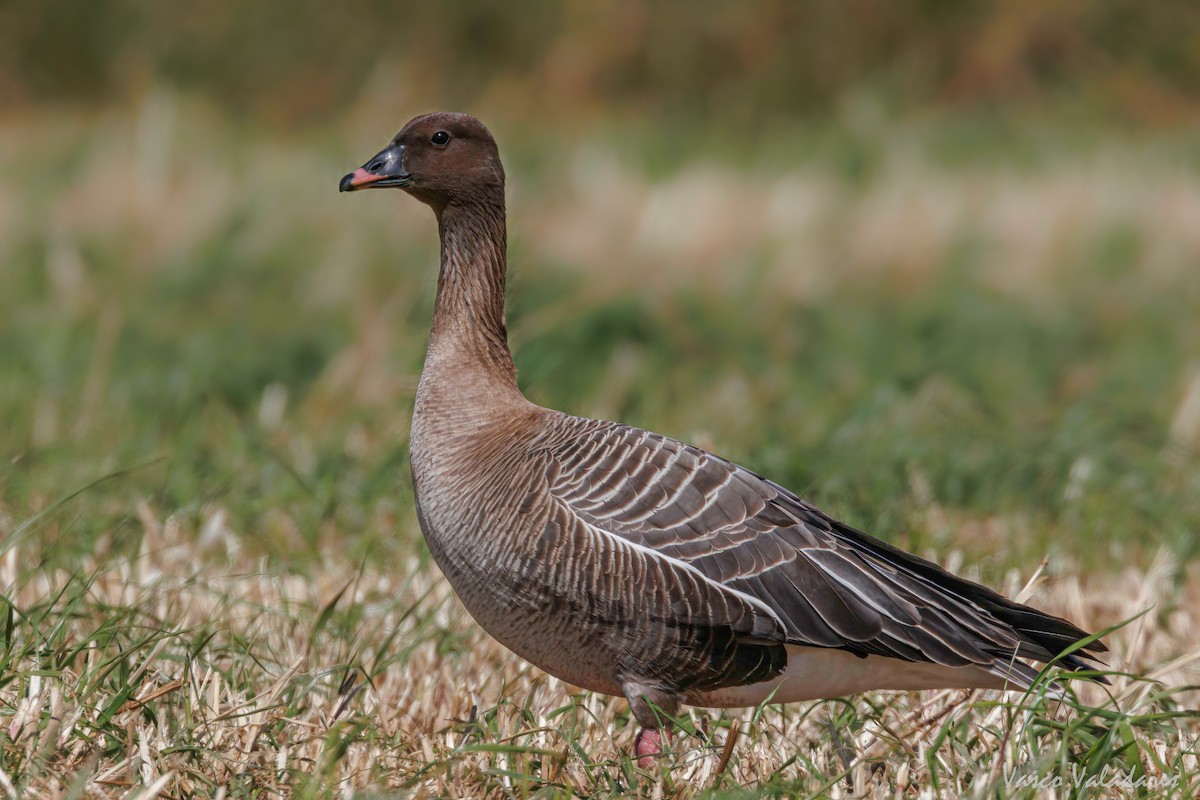 Pink-footed Goose - Vasco Valadares