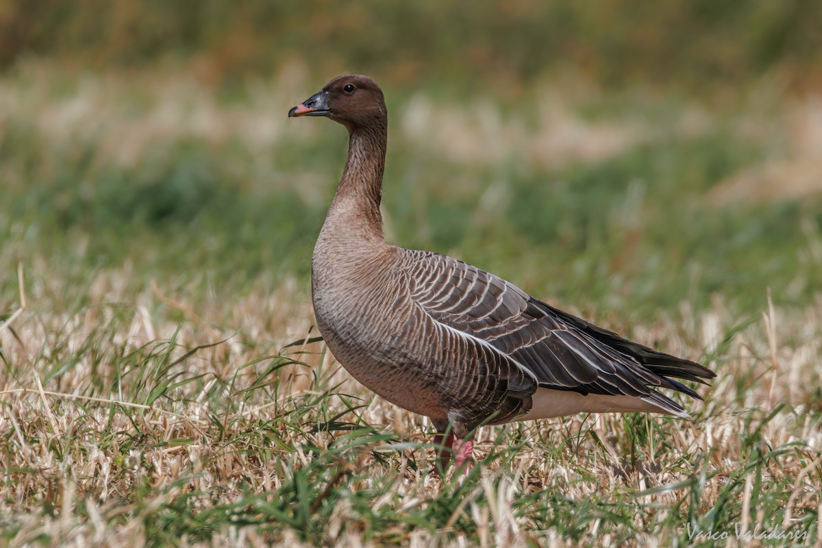 Pink-footed Goose - Vasco Valadares