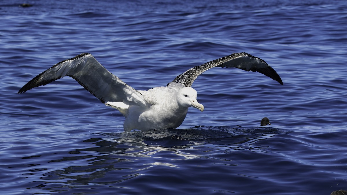 Antipodean Albatross (antipodensis) - ML619334255