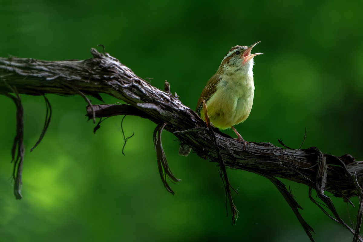 Carolina Wren - ML619334268