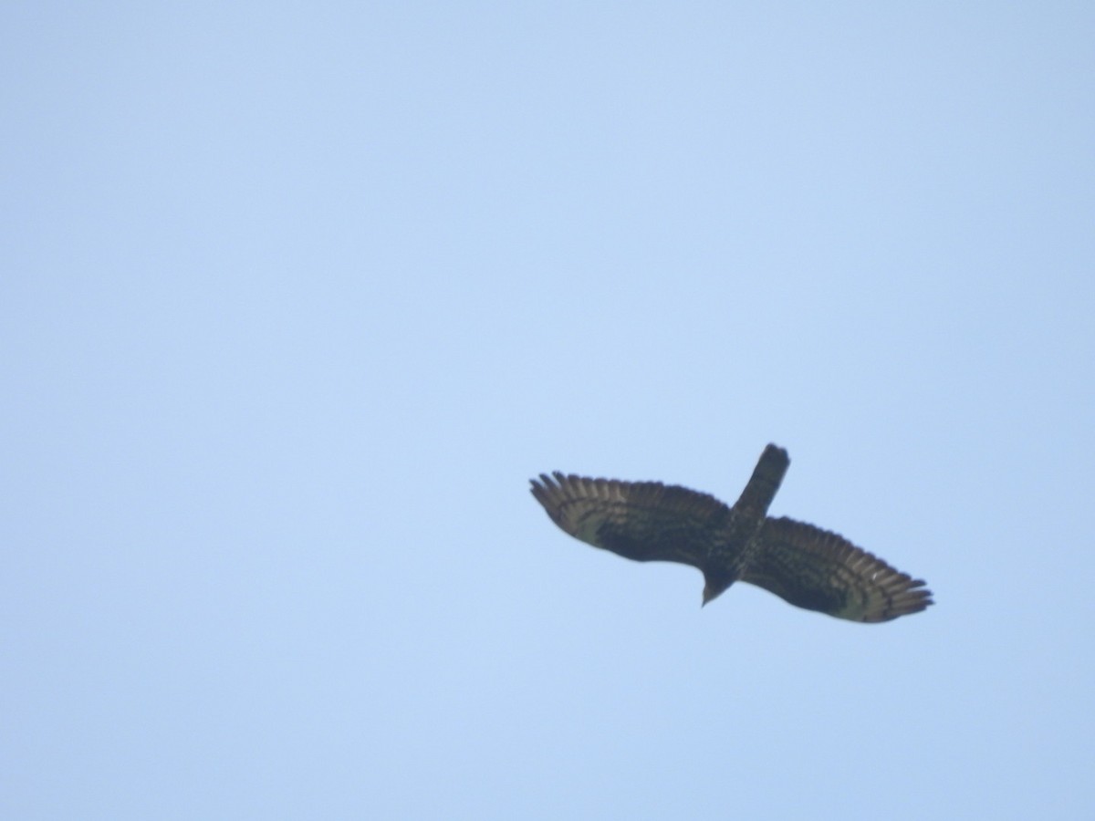 European Honey-buzzard - Anja Kahl