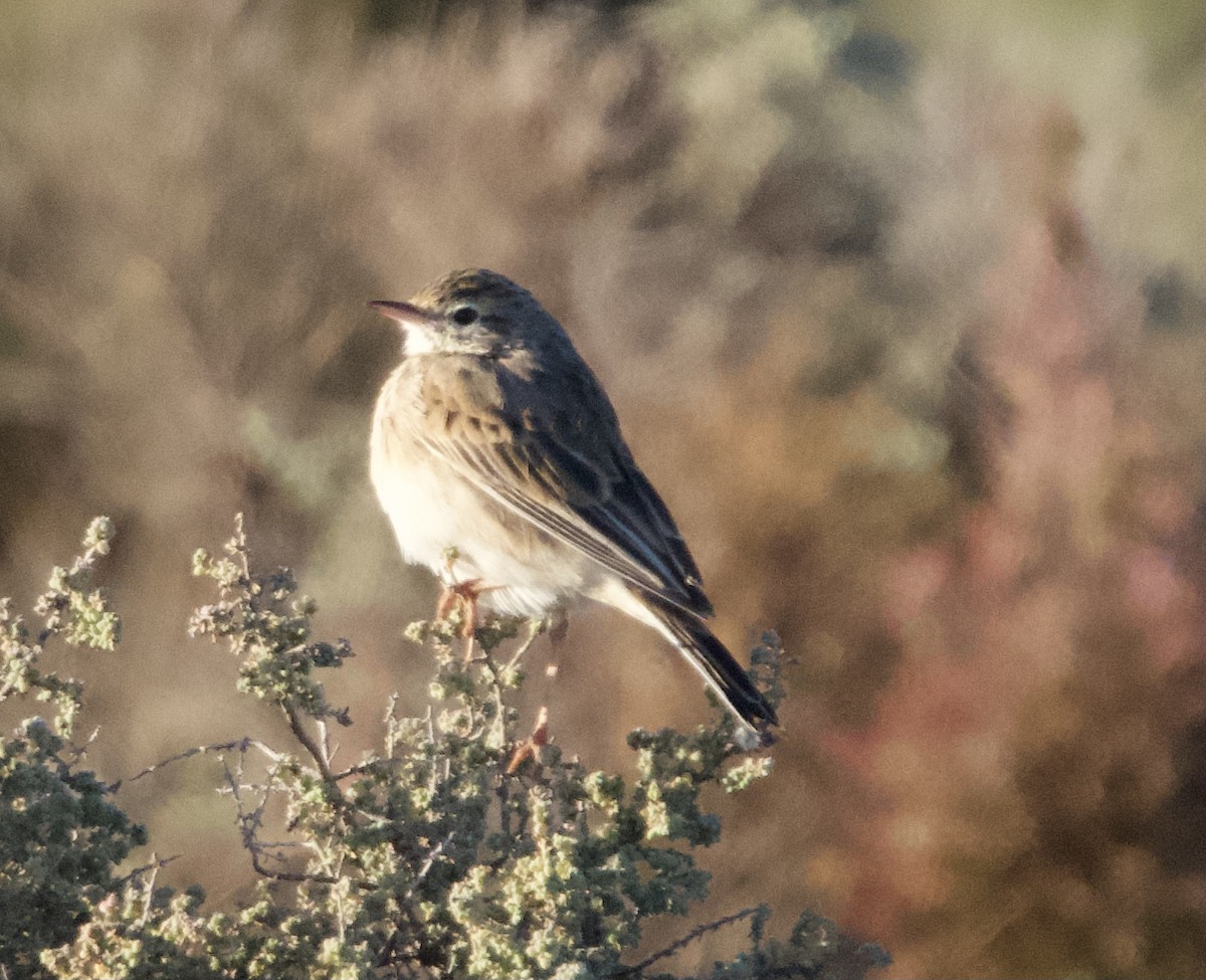 Australian Pipit - Yvonne van Netten