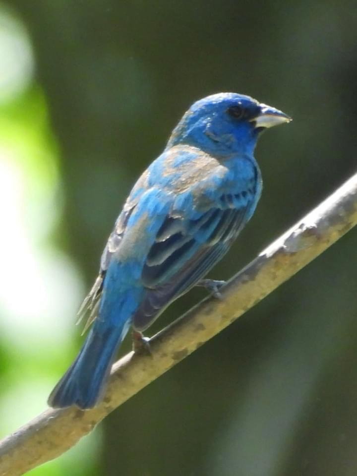 Indigo Bunting - ML619334294